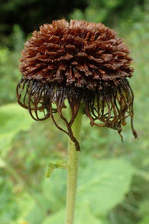 Telekia speciosa \ Gro�e Telekie / Yellow Oxeye, D Schwarzwald/Black-Forest, Holzbachtal 27.7.2017