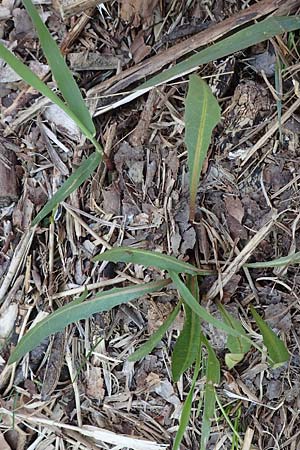 Taraxacum pauckertianum \ Pauckerts L�wenzahn / Pauckert's Dandelion, D Konstanz 24.4.2018