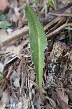 Taraxacum pauckertianum \ Pauckerts L�wenzahn / Pauckert's Dandelion, D Konstanz 24.4.2018