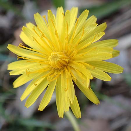 Taraxacum pauckertianum \ Pauckerts L�wenzahn / Pauckert's Dandelion, D Konstanz 24.4.2018