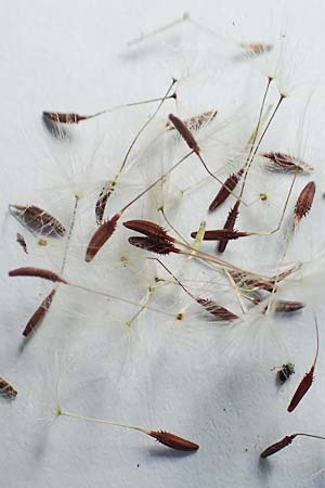 Taraxacum lacistophyllum \ Geschlitztbl�ttriger L�wenzahn / Cut-Leaved Dandelion, D Sandhausen 1.5.2018