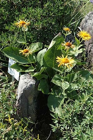 Telekia speciosissima \ Kleine Telekie, Pr&auml;chtige Telekie / Dwarf Oxeye, D Botan. Gar.  Universit.  T&uuml;bingen 6.6.2018