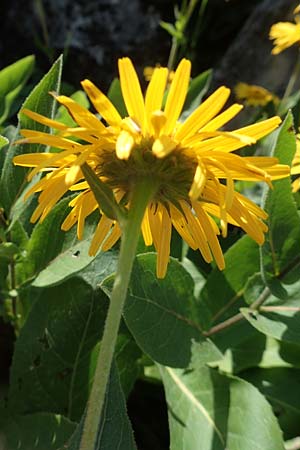 Telekia speciosissima \ Kleine Telekie, Pr&auml;chtige Telekie / Dwarf Oxeye, D Botan. Gar.  Universit.  T&uuml;bingen 6.6.2018