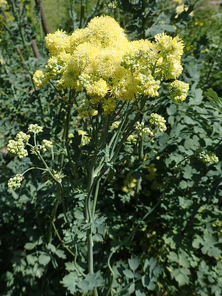 Thalictrum speciosissimum \ Blaugr&uuml;ne Wiesenraute, Graubl&auml;ttrige Wiesenraute / Glaucous-Leaved Meadow-Rue, Dusty Meadow-Rue, D Botan.  Gar.  Krefeld 13.6.2019