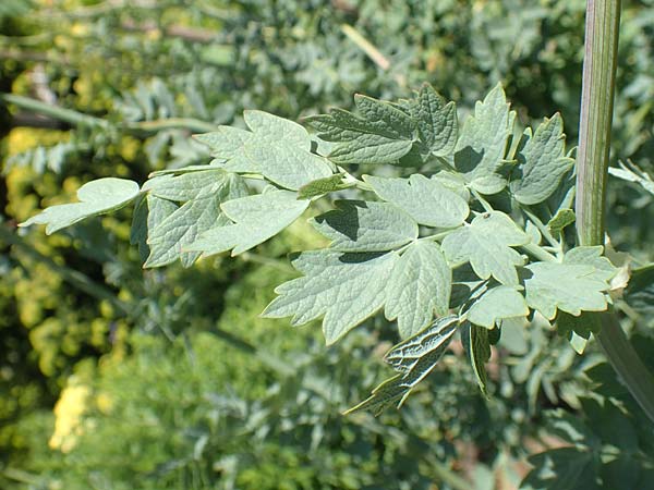 Thalictrum speciosissimum \ Blaugr&uuml;ne Wiesenraute, Graubl&auml;ttrige Wiesenraute / Glaucous-Leaved Meadow-Rue, Dusty Meadow-Rue, D Botan.  Gar.  Krefeld 13.6.2019