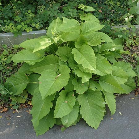 Telekia speciosa \ Gro�e Telekie / Yellow Oxeye, D Bochum 28.7.2020