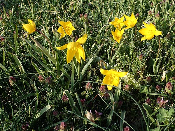 Tulipa sylvestris subsp. sylvestris \ Wild-Tulpe / Wild Tulip, D Rheinhessen, Gau-Odernheim 20.4.2021