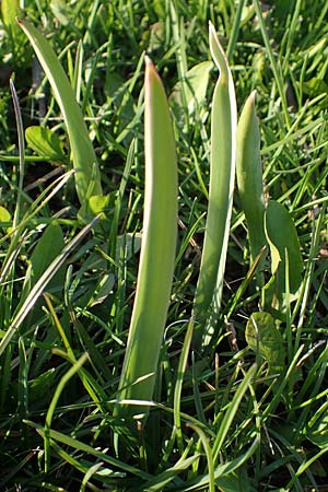 Tulipa sylvestris subsp. sylvestris \ Wild-Tulpe / Wild Tulip, D Rheinhessen, Gau-Odernheim 20.4.2021