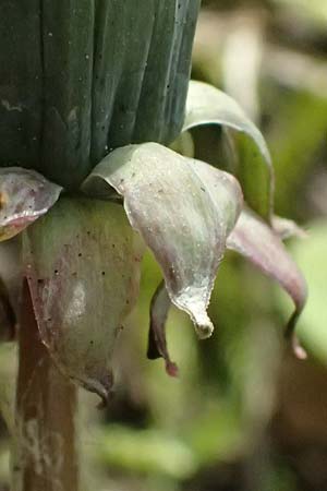Taraxacum scanicum \ Schonen-L�wenzahn / Scania Dandelion, D Mannheim-Rheinau 22.3.2024