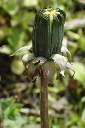 Taraxacum scanicum \ Schonen-L�wenzahn / Scania Dandelion, D Mannheim-Rheinau 22.3.2024