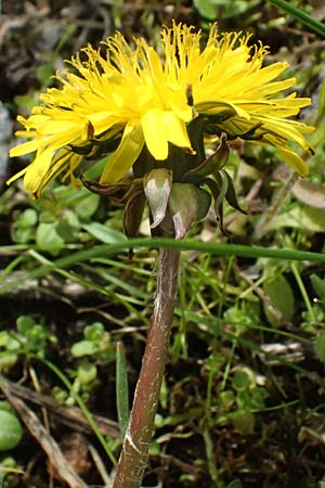 Taraxacum scanicum \ Schonen-L�wenzahn / Scania Dandelion, D Mannheim-Rheinau 22.3.2024