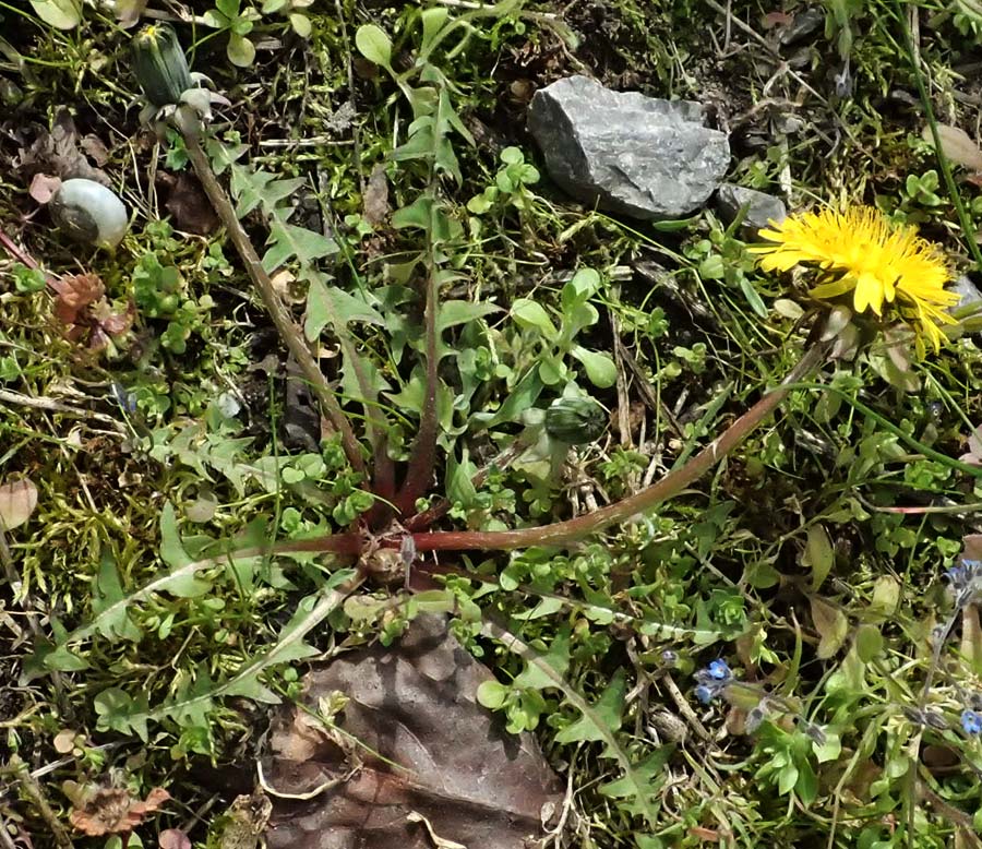 Taraxacum scanicum \ Schonen-L�wenzahn / Scania Dandelion, D Mannheim-Rheinau 22.3.2024