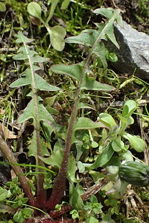 Taraxacum scanicum \ Schonen-L�wenzahn / Scania Dandelion, D Mannheim-Rheinau 22.3.2024