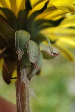 Taraxacum scanicum \ Schonen-L�wenzahn / Scania Dandelion, D Mannheim-Rheinau 22.3.2024
