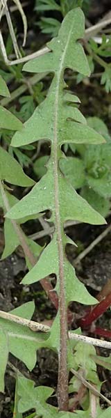 Taraxacum scanicum \ Schonen-L�wenzahn / Scania Dandelion, D Mannheim-Rheinau 23.3.2024