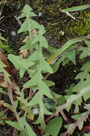Taraxacum scanicum \ Schonen-L�wenzahn / Scania Dandelion, D Mannheim-Rheinau 23.3.2024
