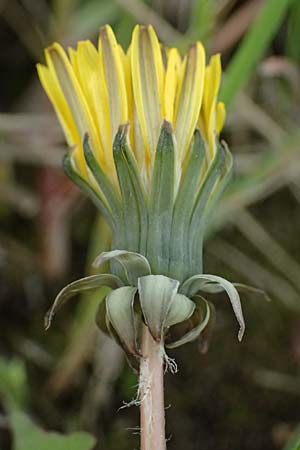 Taraxacum scanicum \ Schonen-L�wenzahn / Scania Dandelion, D Mannheim-Rheinau 23.3.2024