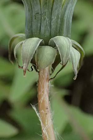 Taraxacum scanicum \ Schonen-L�wenzahn / Scania Dandelion, D Mannheim-Rheinau 23.3.2024