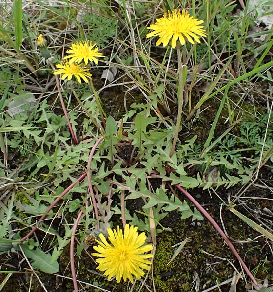 Taraxacum scanicum \ Schonen-L�wenzahn / Scania Dandelion, D Mannheim-Rheinau 31.3.2024