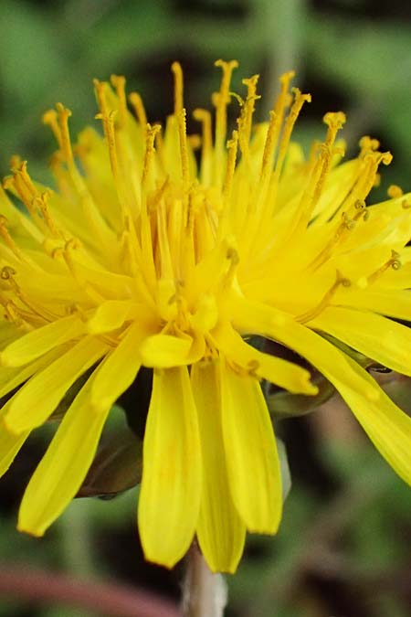Taraxacum scanicum \ Schonen-L�wenzahn / Scania Dandelion, D Mannheim-Rheinau 31.3.2024