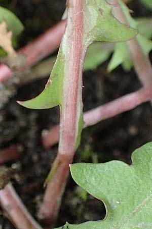 Taraxacum scanicum \ Schonen-L�wenzahn / Scania Dandelion, D Mannheim-Rheinau 31.3.2024