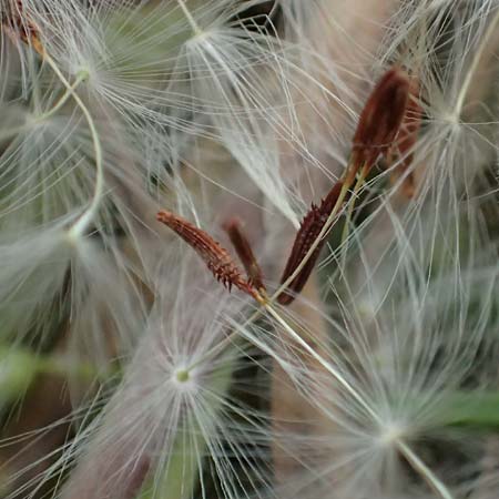 Taraxacum scanicum \ Schonen-L�wenzahn / Scania Dandelion, D Mannheim-Rheinau 31.3.2024