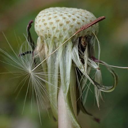 Taraxacum scanicum \ Schonen-L�wenzahn / Scania Dandelion, D Mannheim-Rheinau 31.3.2024