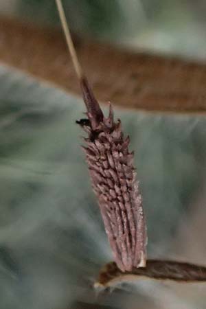 Taraxacum scanicum \ Schonen-L�wenzahn / Scania Dandelion, D Mannheim-Rheinau 31.3.2024