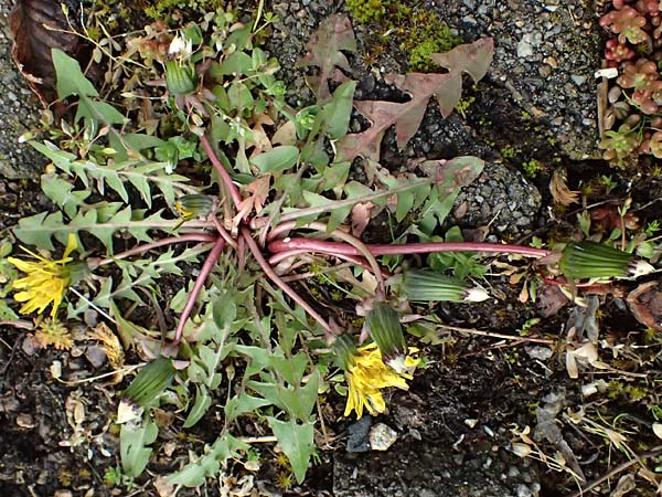 Taraxacum scanicum \ Schonen-L�wenzahn / Scania Dandelion, D Schwetzingen 4.4.2024