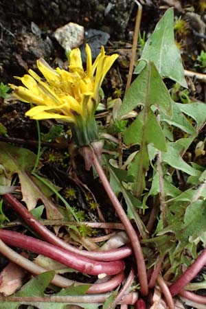 Taraxacum scanicum \ Schonen-L�wenzahn / Scania Dandelion, D Schwetzingen 4.4.2024