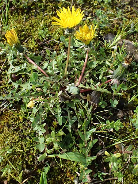 Taraxacum scanicum \ Schonen-L�wenzahn / Scania Dandelion, D Karlsruhe 5.4.2024