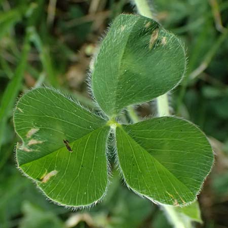 Trifolium subterraneum \ Bodenb�rtiger Klee / Subterranean Clover, D Bad Camberg 4.5.2025
