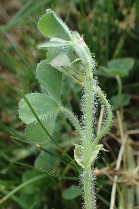 Trifolium subterraneum \ Bodenb�rtiger Klee / Subterranean Clover, D Bad Camberg 4.5.2025