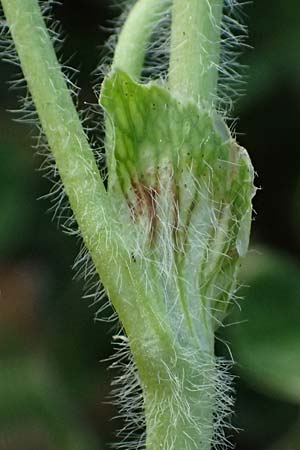 Trifolium subterraneum \ Bodenb�rtiger Klee / Subterranean Clover, D Bad Camberg 4.5.2025
