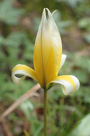 Tulipa tarda \ Zwerg-Stern-Tulpe, Tarda-Tulpe / Late Tulip, Tarda Tulip, D Frankfurt-H&ouml;chst 8.4.2017