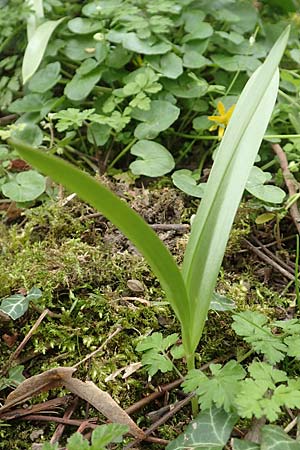 Tulipa tarda \ Zwerg-Stern-Tulpe, Tarda-Tulpe / Late Tulip, Tarda Tulip, D Frankfurt-H&ouml;chst 8.4.2017
