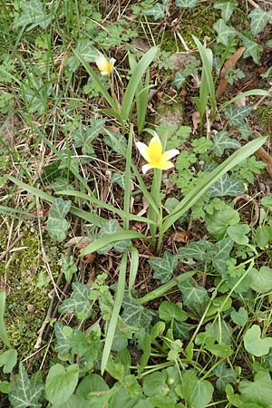 Tulipa tarda \ Zwerg-Stern-Tulpe, Tarda-Tulpe / Late Tulip, Tarda Tulip, D Frankfurt-H&ouml;chst 8.4.2017