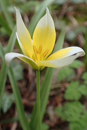 Tulipa tarda \ Zwerg-Stern-Tulpe, Tarda-Tulpe / Late Tulip, Tarda Tulip, D Frankfurt-H&ouml;chst 8.4.2017