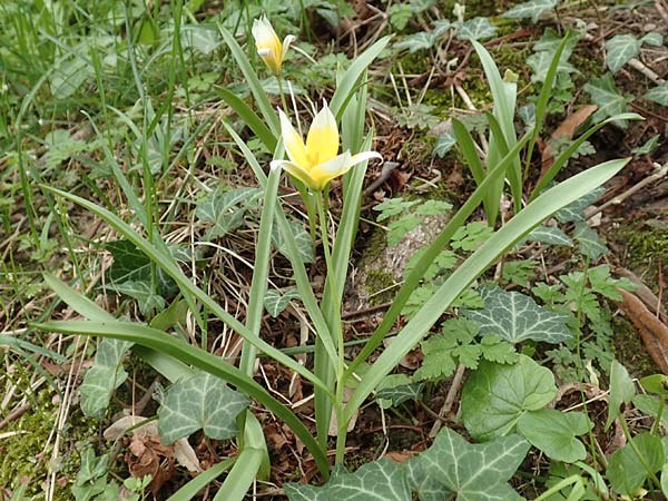 Tulipa tarda \ Zwerg-Stern-Tulpe, Tarda-Tulpe / Late Tulip, Tarda Tulip, D Frankfurt-H&ouml;chst 8.4.2017