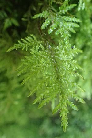 Thuidium tamariscinum \ Thujamoos / Delicate Fern Moss, D Schwarzwald/Black-Forest, Allerheiligen 1.8.2017