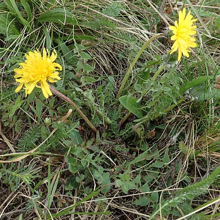Taraxacum tortilobum \ Gedrehtlappiger L�wenzahn / Twisted-Lobed Dandelion, D Heusenstamm 16.4.2018