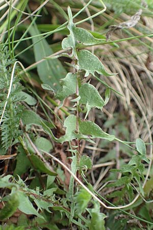 Taraxacum tortilobum \ Gedrehtlappiger L�wenzahn / Twisted-Lobed Dandelion, D Heusenstamm 16.4.2018