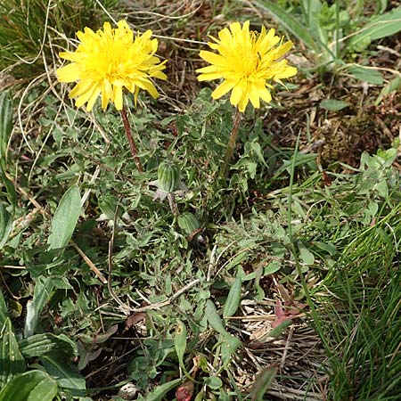 Taraxacum tortilobum \ Gedrehtlappiger L�wenzahn / Twisted-Lobed Dandelion, D Heusenstamm 16.4.2018