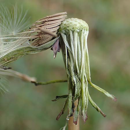 Taraxacum tortilobum \ Gedrehtlappiger L�wenzahn / Twisted-Lobed Dandelion, D Viernheim 1.5.2018