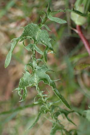 Taraxacum tortilobum \ Gedrehtlappiger L�wenzahn / Twisted-Lobed Dandelion, D Viernheim 1.5.2018