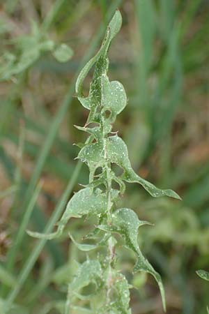 Taraxacum tortilobum \ Gedrehtlappiger L�wenzahn / Twisted-Lobed Dandelion, D Viernheim 1.5.2018