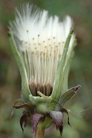 Taraxacum tortilobum \ Gedrehtlappiger L�wenzahn / Twisted-Lobed Dandelion, D Viernheim 1.5.2018