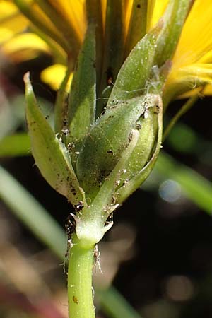 Taraxacum trilobifolium \ Stufenbl&auml;ttriger L�wenzahn / Stair-Leaved Dandelion, D Darmstadt 7.5.2018
