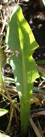 Taraxacum trilobifolium \ Stufenbl&auml;ttriger L�wenzahn / Stair-Leaved Dandelion, D Darmstadt 7.5.2018