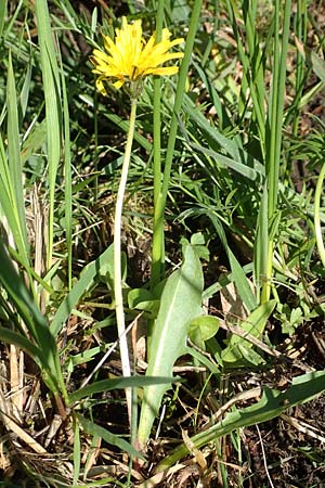 Taraxacum trilobifolium \ Stufenbl&auml;ttriger L�wenzahn / Stair-Leaved Dandelion, D Darmstadt 7.5.2018